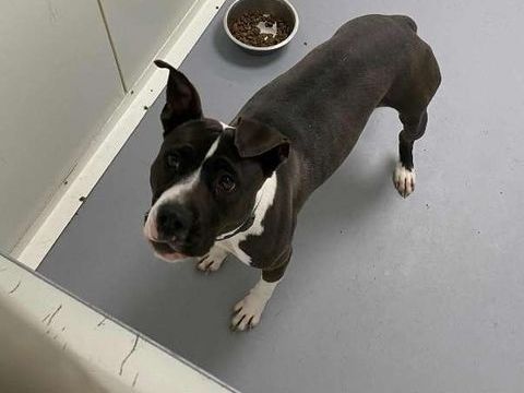 Chien NINA à l adoption 210 13001 Marseille