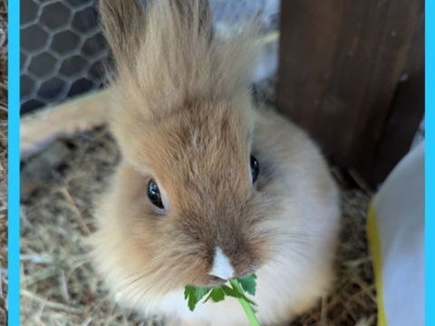 Donne lapin nain 0 83470 Saint-maximin-la-sainte-baume