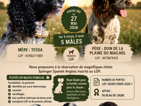 Chiots English Springer Spaniel 800 11300 Loupia