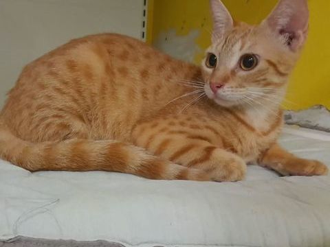 ✨️ DORY ✨️ 🐱 0 78000 Versailles