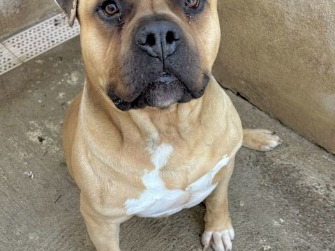 BOBINO, staff lof, 7 ans 220 34500 B�ziers