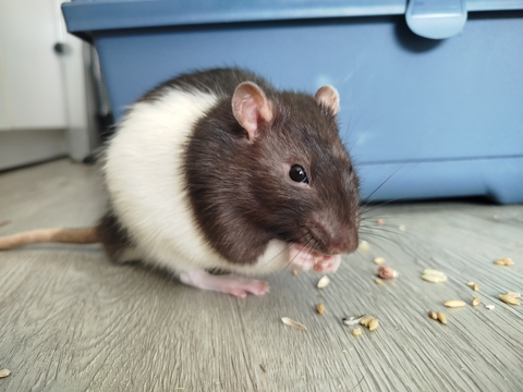 Ratiflette 20 44000 Nantes