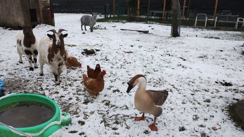 Jar m&acirc;le de l oie 20 02700 Fri�res-faillou�l