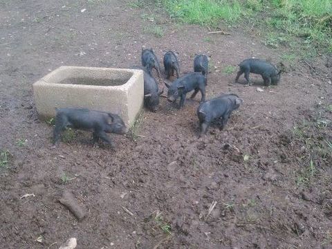 cochons noirs 3 46120 Lacapelle-marival