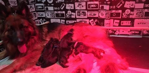 chiot berger allemand poils long ou mi long 1300 59212 Wignehies