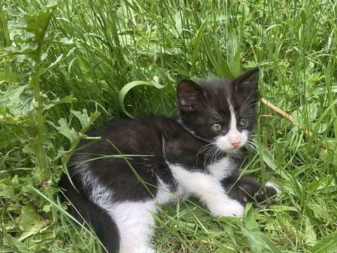 Chatons &agrave; placer entre de bonnes mains 0 37460 Montrésor