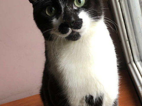 Kleenex un trop mignon chaton sociable comme tout 180 93600 Aulnay-sous-bois