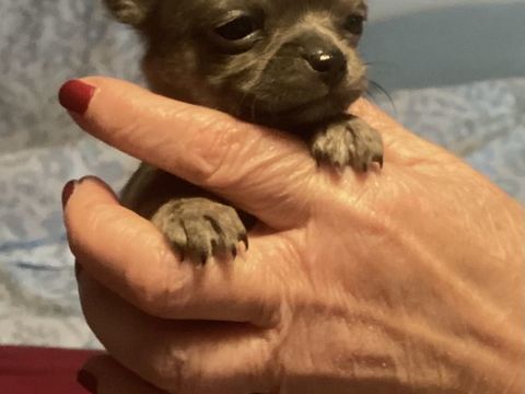 2 mâles chihuahuas de pure race. 1200 75013 Paris