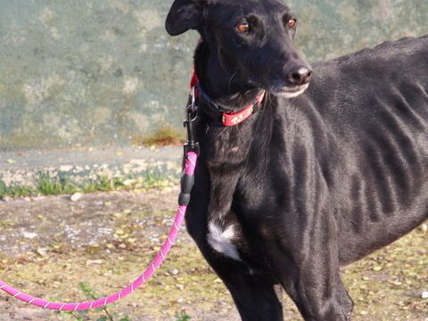 BOMBON💙 beau gosse, c&acirc;lin et (presque) parfait... je t'attends 315 24140 Douville