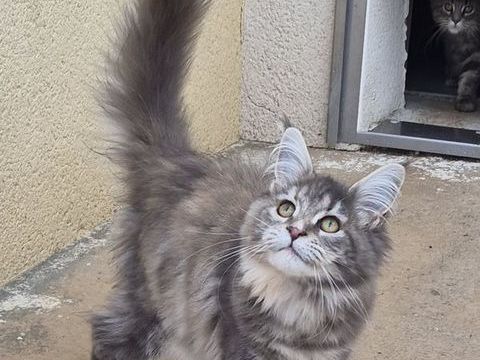 MAINE COON LOOF LABEL OR 1000 72250 Parign-l'vque