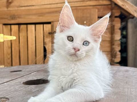 Chaton Maine Coon male LOOF aux yeux vairons 1700 13400 Aubagne