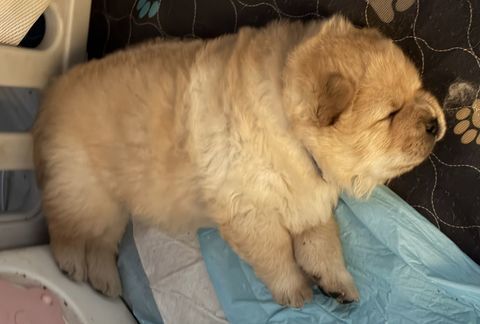 &Agrave; r&eacute;server 7 magnifiques Chow Chow  1800 35480 Saint-malo-de-phily
