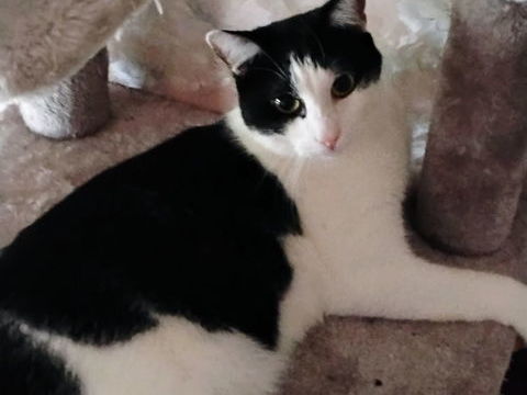 BAYARD CHAT NOIR & BLANC 2 ANS 1/2 195 92260 Fontenay-aux-roses