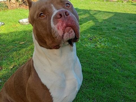 Bully mâle à donner 0 79120 Rom