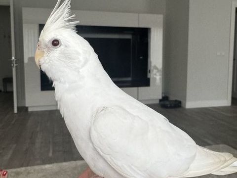 Calopsites EAM 200 01630 Saint-genis-pouilly