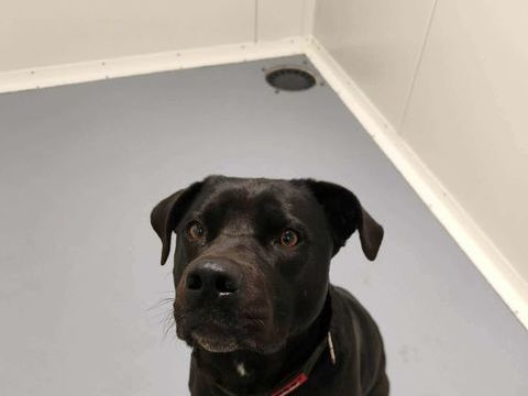 Chien SAM &agrave; l adoption 250 13001 Marseille