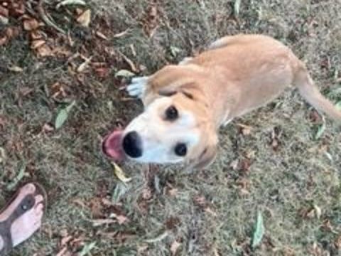 Tabac adorable chiot de troupeau
candidat &agrave; l'adoption 0 81600 Gaillac