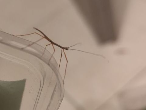 Phasmes marmessoidea sp "cat tien" 2 euros l' unit&eacute; L1 2 13690 Graveson