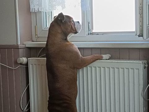 Continental bulldog 350 68560 Hirsingue