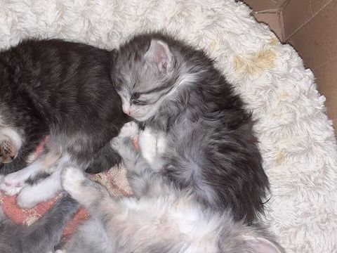 Magnifiques chatons Maine Coon pure race non LOOF &agrave; r&eacute;server 750 91160 Longjumeau