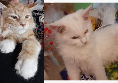 Magnifiques chatons Maine Coon pure race non LOOF &agrave; r&eacute;server 750 91160 Longjumeau