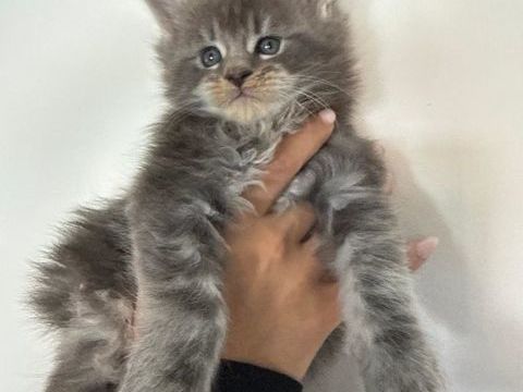 Chatons Maine Coon LOOF 1350 13600 La ciotat