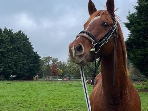 CHEVAL ANGLO ARABE Hongre 3200 49350 Gennes