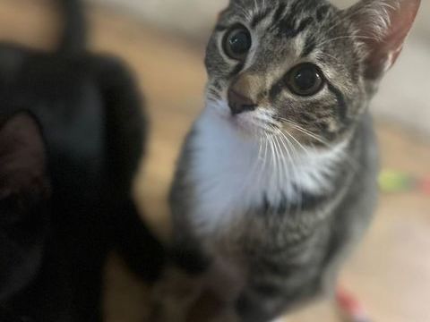 Shoopi, 4 mois,cherche de bons adoptants 150 95390 Saint-prix