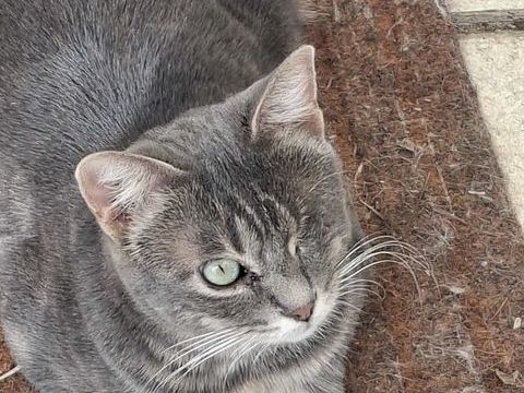 LALIE FEMELLE TIGRE GRIS 1 AN 1/2 195 92260 Fontenay-aux-roses