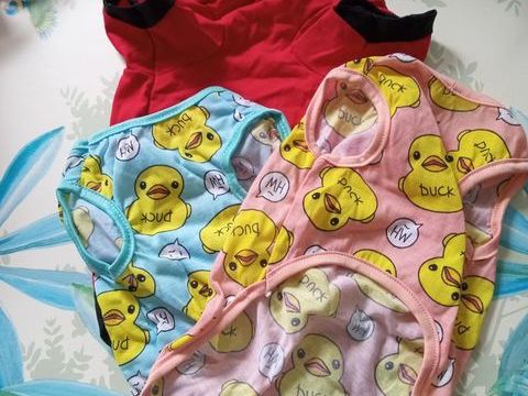 petits maillot de corp pour petits chiens yorkshire 5 59800 Lille