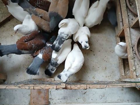 PIGEONS  5 13009 Marseille