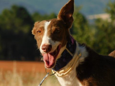 SIVER 6 ans, podenco adorable et affectueux 315 24140 Douville