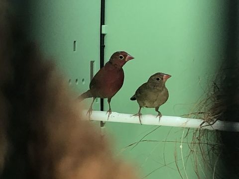 Amarante du senegal 170 93220 Gagny