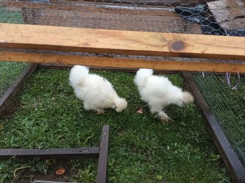 Poule de soie non sex&eacute; N&eacute; fin septembre 15 71130 Gueugnon