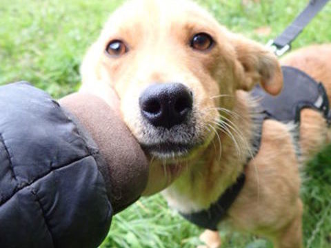 Dizzie à l'adoption 300 54000 Nancy