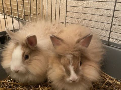 Lapin nain angora 0 02700 Mennessis