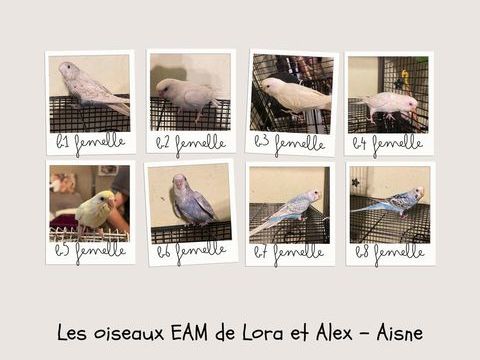 Perruches ondulées EAM 2025 50 02700 Tergnier