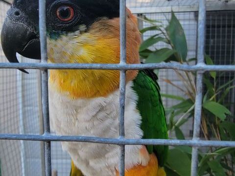 Femelle caique t&ecirc;te noir ( Ma&iuml;pouri ) de 2017 350 85130 Les landes-genusson