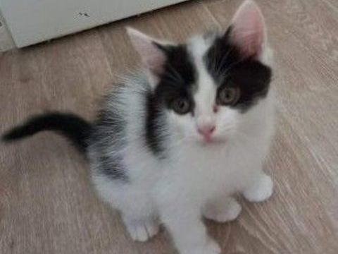 MOCHI CHATON DE 2 MOIS 80 62223 Anzin-saint-aubin