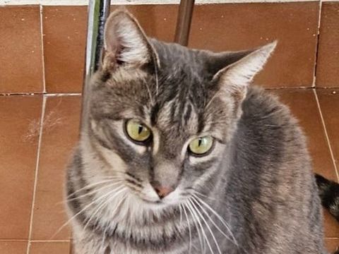 MORGANA 230 27620 Gasny