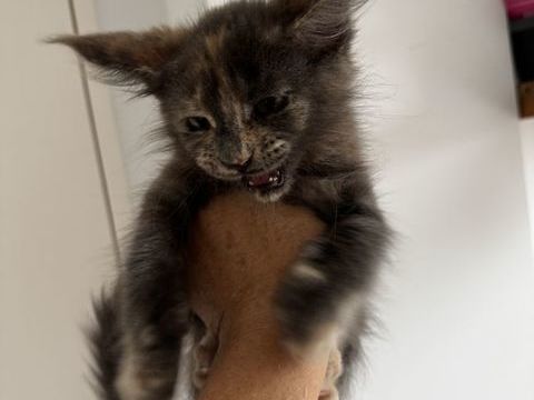 Magnifique femelle Maine Coon cherche sa famille 0 69290 Craponne