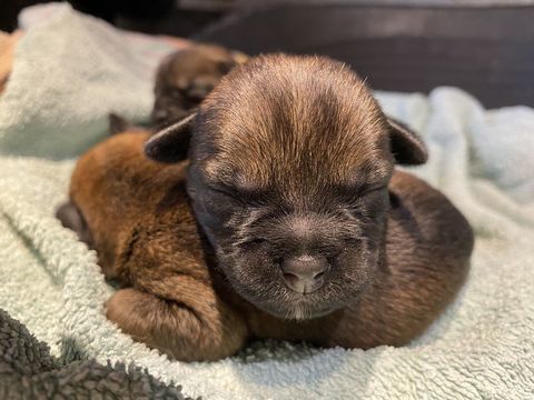 chiots border terrier 1600 79370 Thorign�