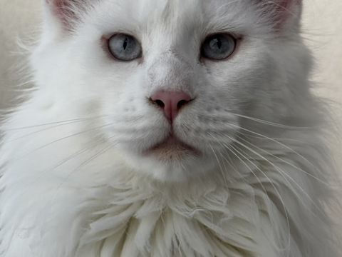 Sallie beau M&acirc;le MAINE COON
350 83210 La farl�de