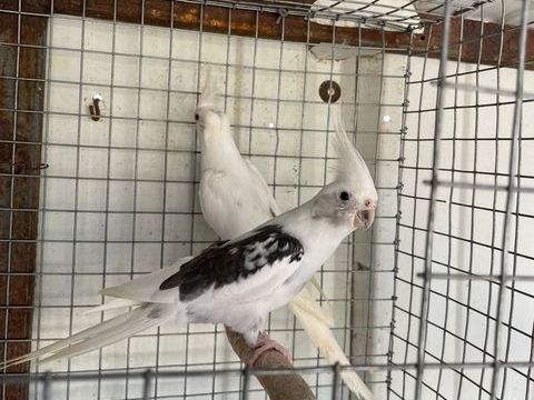 Perruche calopsitte &eacute;lev&eacute; main   sevr&eacute; bagu&eacute; et apprivois&eacute; 0 62230 Outreau