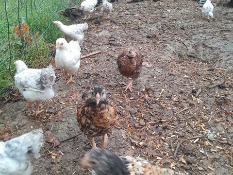 Poussins Wyandottes naines 5 40190 Villeneuve-de-marsan