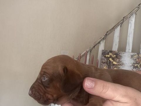 Chiots teckel 0 66000 Perpignan