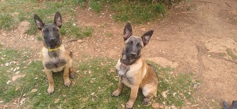 Magnifiques chiots Malinois LOF 800 83670 Tavernes