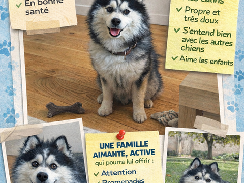 Pomsky taille standard adorable 0 75007 Paris