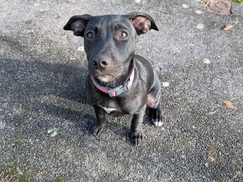 Rose, femelle croisée créole, née le 25/06/2025 &#128054; 300 94000 Crteil