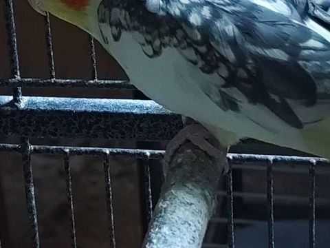 Jeunes calopsitte males 25 57420 Verny